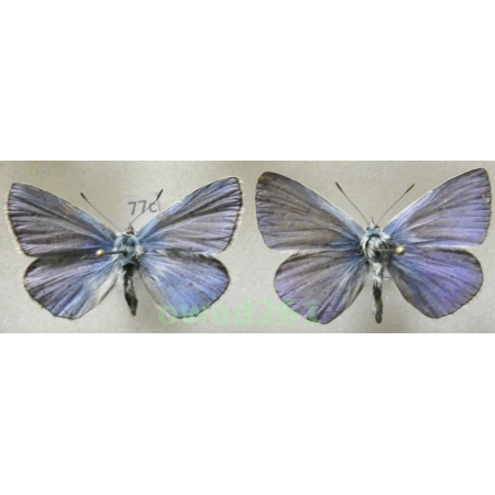 Polyommatus thersites (Cantener, 1835) 2xmale Poland77c